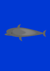 Dolphin on blue background