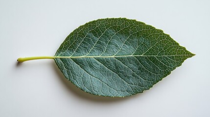 A poplar leaf with a triangular shape and prominent veins, isolated on white background 