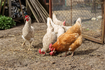 Group of Chickens Foraging in Farmyard Near Coop. Farming.