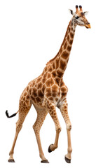 Fototapeta premium PNG Giraffe running wildlife animal mammal.