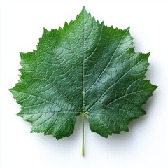 Fototapeta premium A realistic grape leaf with lobed structure and visible veins, isolated on white background 