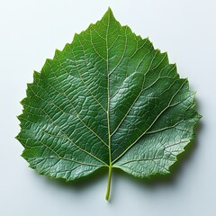 Fototapeta premium A realistic grape leaf with lobed structure and visible veins, isolated on white background 