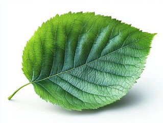 A realistic linden leaf with a heart shape and finely serrated edges, isolated on white background 