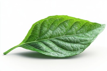Obraz premium A realistic sorrel leaf with smooth surface and elongated shape, isolated on white background 