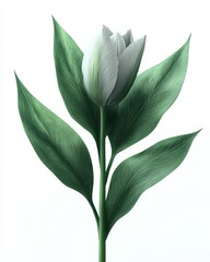 A realistic tulip leaf with a broad base and slightly wavy margins, isolated on white background 