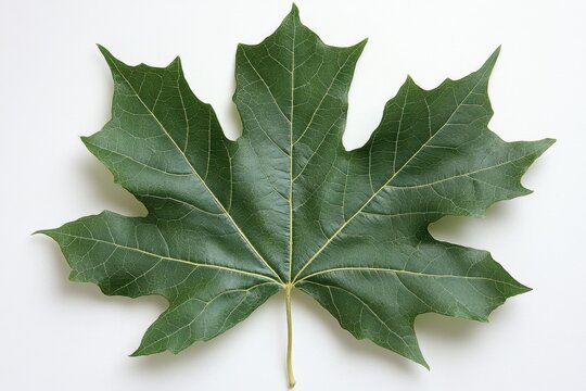 A single sycamore leaf with deep lobes and visible stem, isolated on white background 