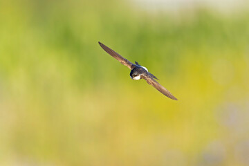 House martin (Delichon urbicum) in flight.