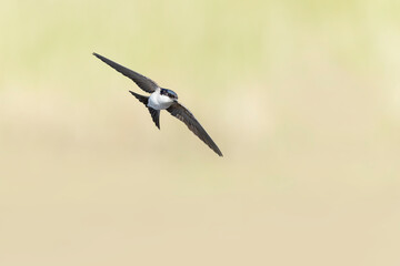 House martin (Delichon urbicum) in flight.