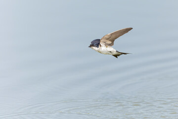 House martin (Delichon urbicum) in flight.