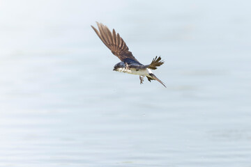 House martin (Delichon urbicum) in flight.