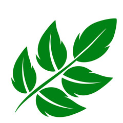 shape collection different green leaves of tree, plants, leaf and swirls branches. Stock vector icon, isolated white background. Element for ecographic, natural design, vegan logo, bio labels