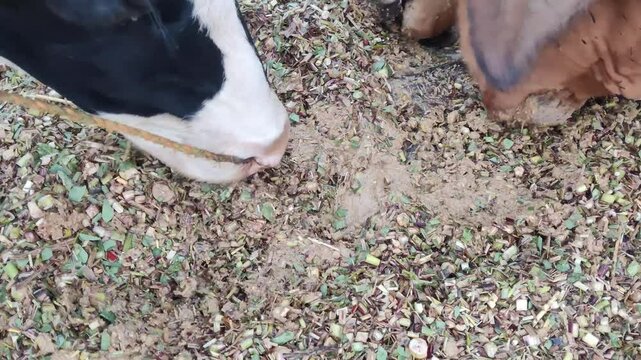 Brown Cow Grazing on Fresh Green Fodder in Rural Farm Field
