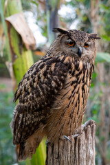 Majestic owl perched on a wooden post surrounded by greenery during daylight in a tranquil natural habitat