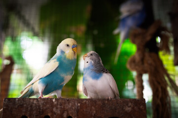 Two colorful budgerigars interacting in a vibrant aviary with lush greenery and natural light