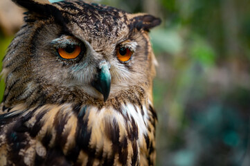 A close-up view of a majestic owl with bright orange eyes perched amidst lush greenery at twilight