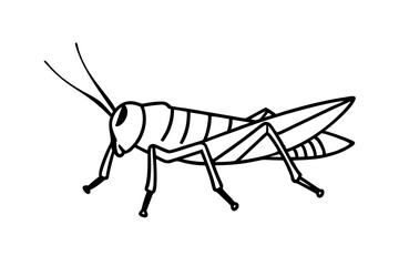 grasshopper isolated on white