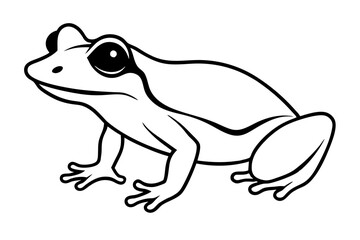 frog on a white background