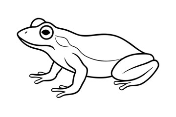 frog on white background