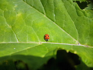 beetle on leaf summer