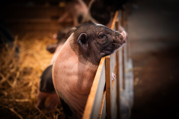 A curious piglet leans against the pen while other pigs graze in a cozy barn filled with straw at sunset © Kridsadar