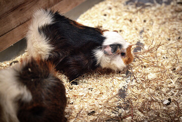Two adorable guinea pigs resting in a cozy habitat filled with straw and wood shavings during a...
