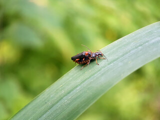 Soldier beetle on leaf flower summer