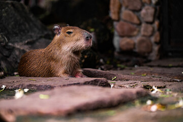 A capybara sitting calmly on stone steps in a lush garden setting during the late afternoon