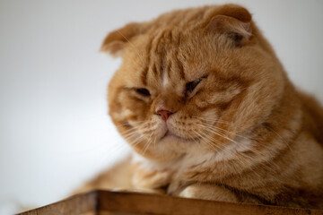A fluffy ginger cat resting calmly on a wooden surface with a content expression in a cozy indoor setting