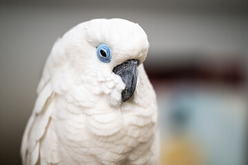 A close-up of a white bird displaying striking blue eyes and fluffy feathers in a softly lit indoor setting during daytime