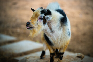A playful young goat explores its surroundings in a sunny outdoor setting with earthy tones