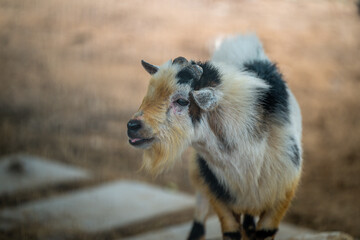 Fototapeta premium A playful goat stands on a farm pathway surrounded by natural scenery during a sunny afternoon