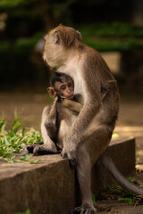 Macaque monkey in Thailand suckeling