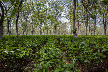 Tea garden