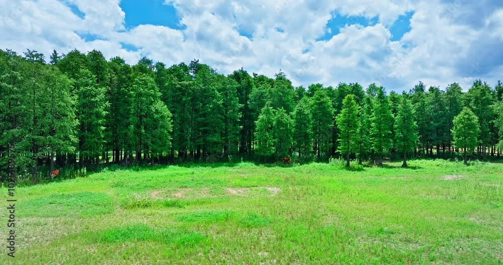 Wall mural Aerial shot of grassland and fir tree forest landscape