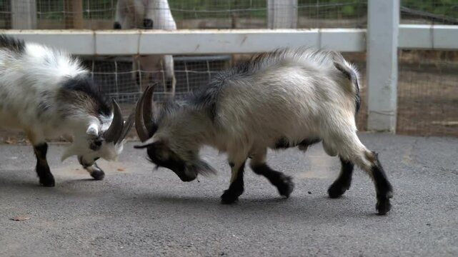 Two playful goats engage in a friendly headbutt at a local farm during the afternoon in early spring