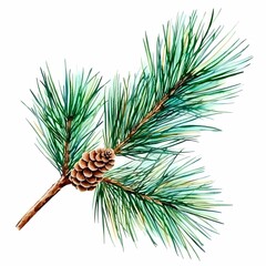 Fototapeta premium Soft Watercolor Illustration of Pine Branches
