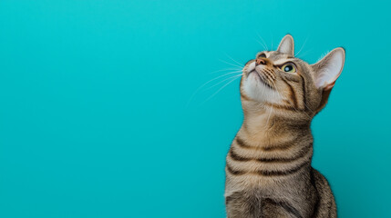 Fototapeta premium A curious cat gazing upward with a focused expression, set against a vibrant teal background.