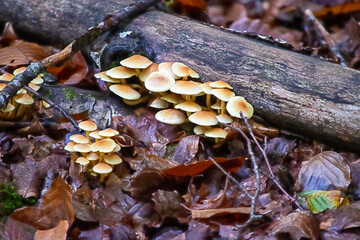 mushrooms on a tree
