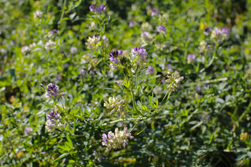 Alfalfa field on a sunny summer day