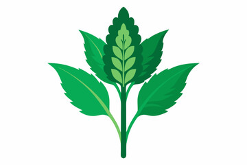 Naklejka premium Amaranth greens Amaranthus spp creative vector design