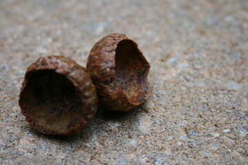 Acorns without the nut