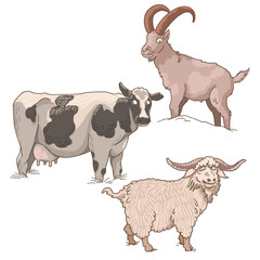 set of livestock illustration isolated on white