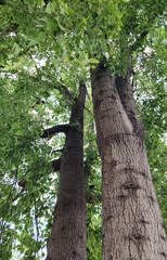 Fototapeta premium Tall kurrajong trees or bottle trees (Brachychiton populneus) in a city park in autumn