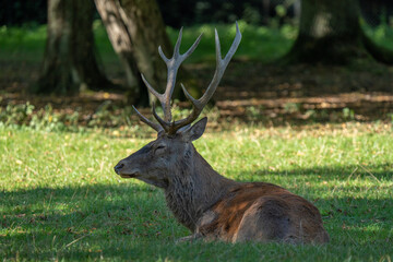 deer in the forest, A resting deer