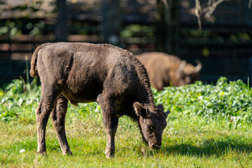 A young bison grazing on grass