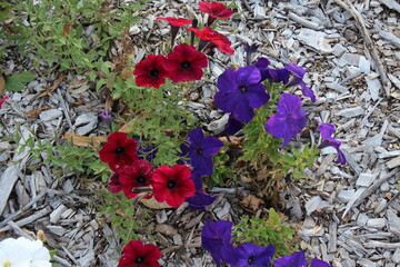 flowers in the garden