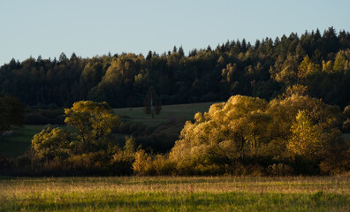 autumn forest in the morning