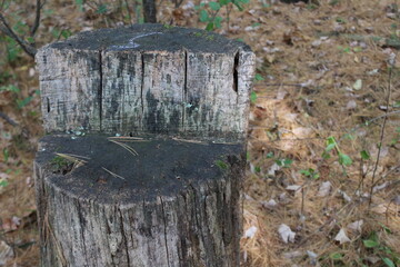 stump in the forest