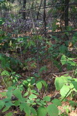 green forest in the forest