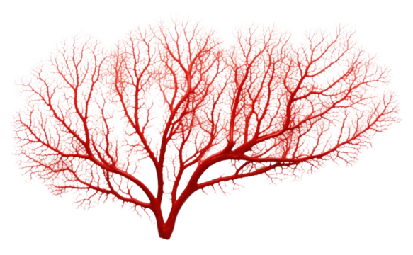PNG Gorgonian sea fan coral plant tree leaf.